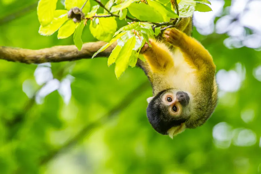 Apenheul doodshoofdaap HR 1