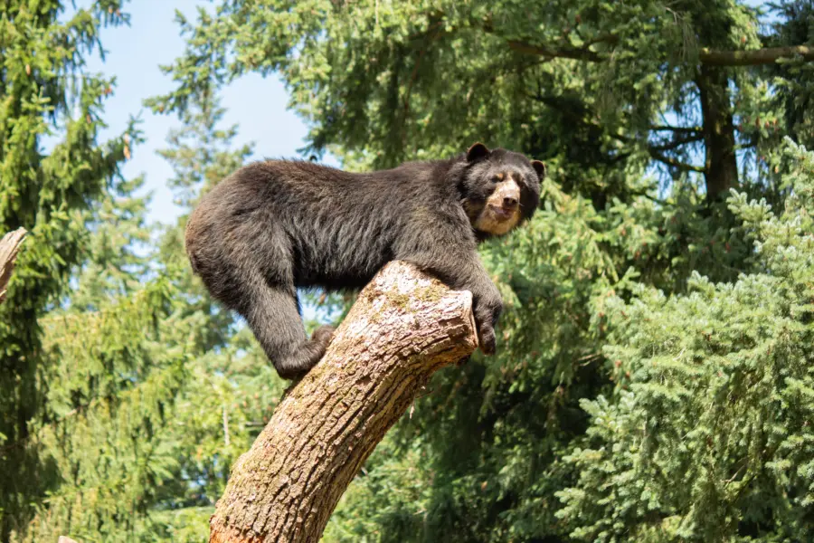 Dieren Park Amersfoort 4